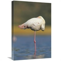 Глобална галерия в. Greater Flamingo стои на единия крак, докато почива, Kenya Art Print - Тим Фицхарис