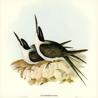 Panayan Tern -Onichoprion Panaya Poster Print - John Gould