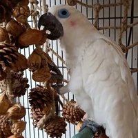 Archer Pet Bird Parrot Nut Pine Cone Mesh Висяща клетка люлка Играйте дъвчеща интерактивна играчка
