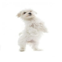 Малтийско куче бяла стена стикер от стикер от Wallmonkeys винил и стик графика