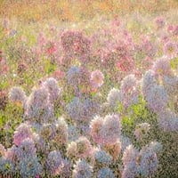 Орегон-Канби-Суам Остров Далия-вода, слизайки на цветя от Силвия Гулин
